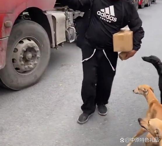 狗狗貨運圖片狗狗貨運圖片大全